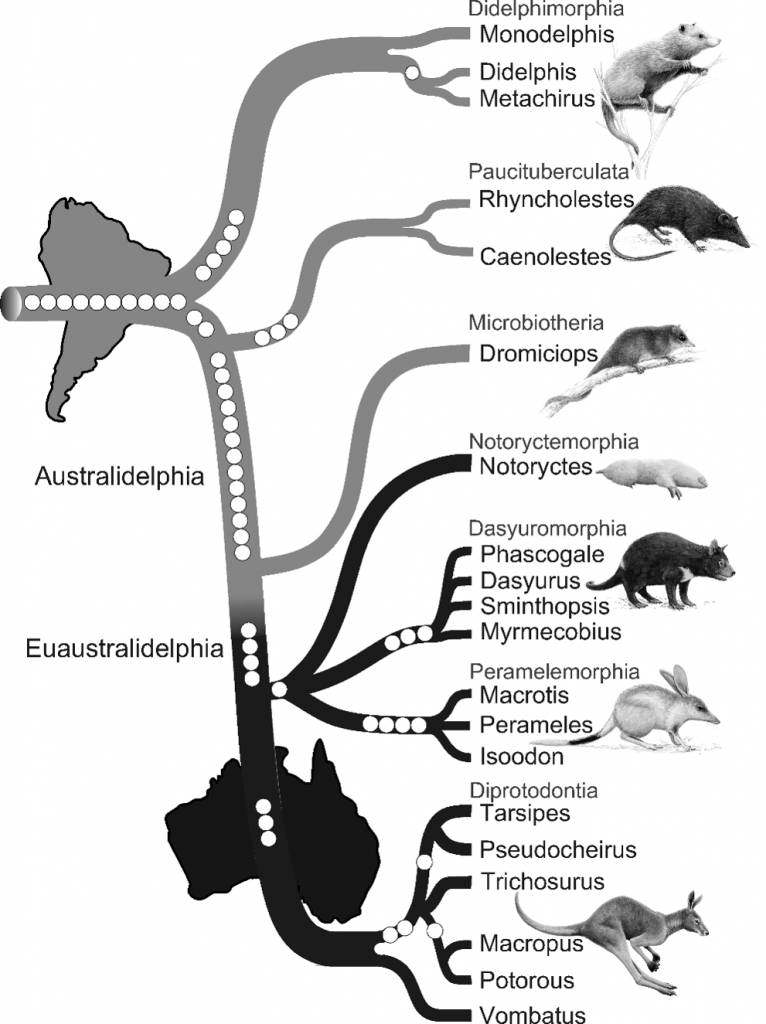 Marsupial tree by Nilsson et al. (2010)(original figure in colour)